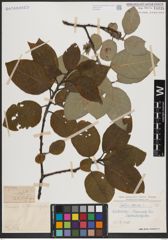 Foto von Salix caprea L.